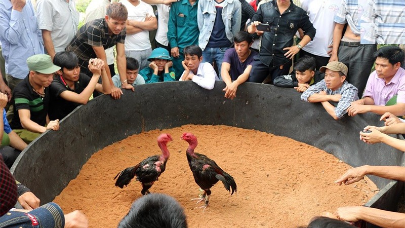 Luật đá gà luôn trở thành phần không thể thiếu tại các trường đấu chuyên nghiệp
