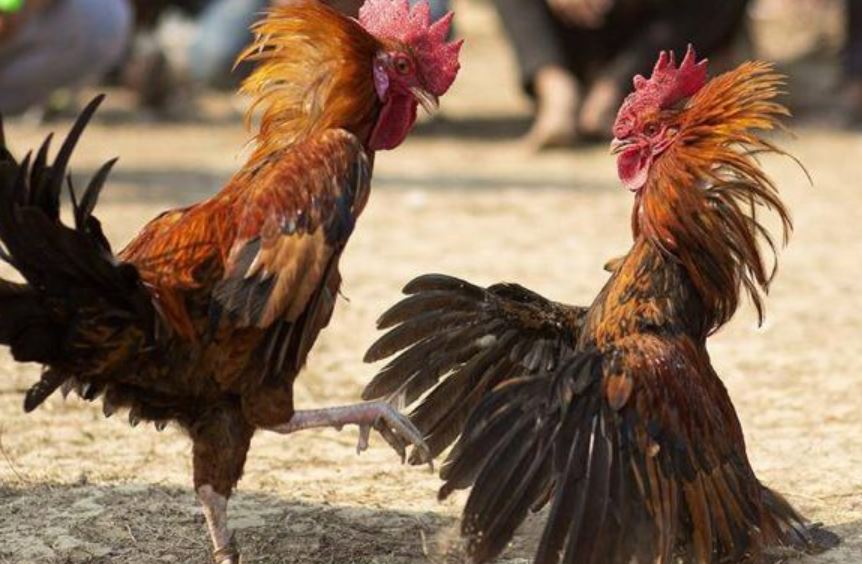 Giới thiệu về đá gà Thomo 67