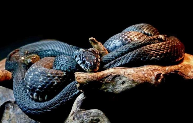 Giải mã giấc mộng thấy rắn đang quấn nhau
