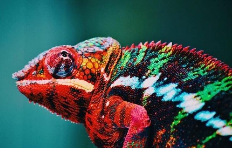 Nằm mơ thấy tắc kè đánh số mấy khi thấy tắc kè bò ở cửa sổ
