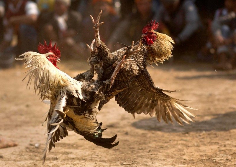 Phối màu lông gà đòi hỏi kinh nghiệm cũng như thời gian cầu kì