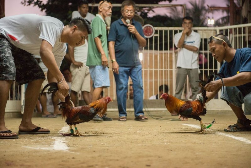 Khái quát về kỹ thuật sửa gà mà các nài gà cần biết