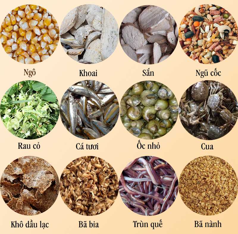 Nuôi gà đá không bị bệnh nên tập trung chế độ dinh dưỡng 
