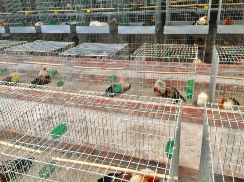Cách nuôi gà đá sung bằng việc xây dựng khu vực sống lý tưởng 