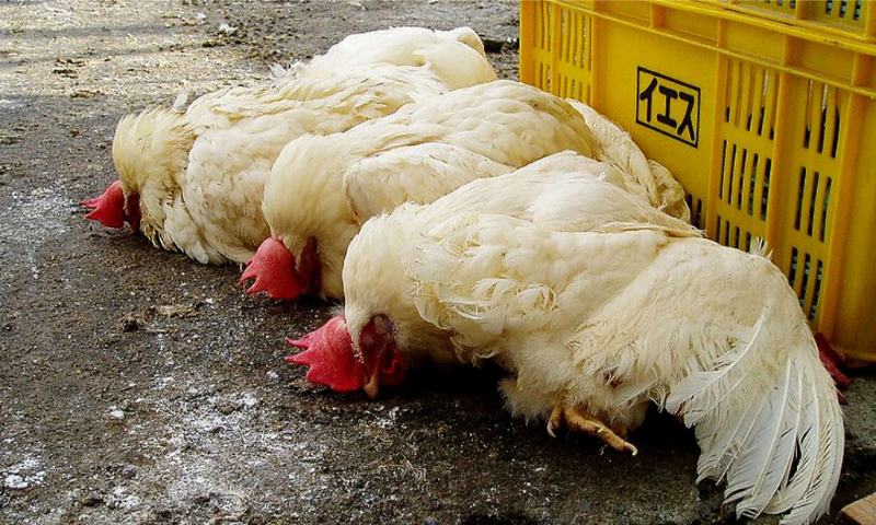 Dấu hiệu nhận biết gà đá biếng ăn 