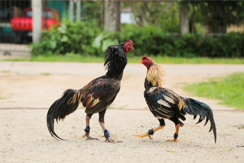 Thời điểm nên băng cựa cho gà đá