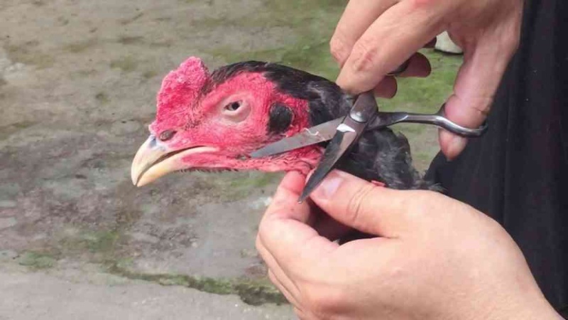 Lưu ý cắt tỉa lông gà đá 