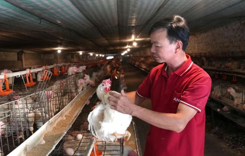 Chuồng gà đoản thiệt cần không trơn trượt khô ráo