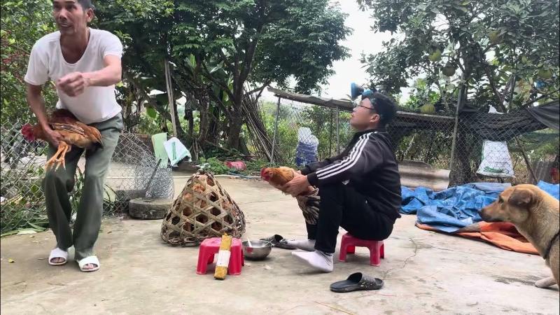 Những lưu ý thiến gà giảm đau đớn và an toàn sức khỏe 