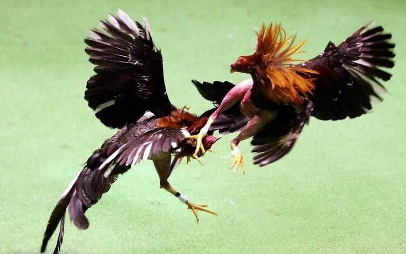 Những lưu ý khi chăm sóc huấn luyện gà đá vảy xuyên đao 