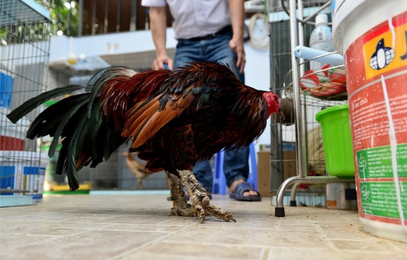 Tiết lộ cách nuôi gà chọi vảy rồng phát triển toàn diện 