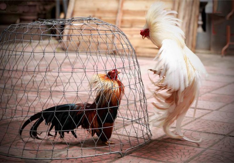 Chăm sóc gà tre Tân Châu cẩn thận qua từng giai đoạn 